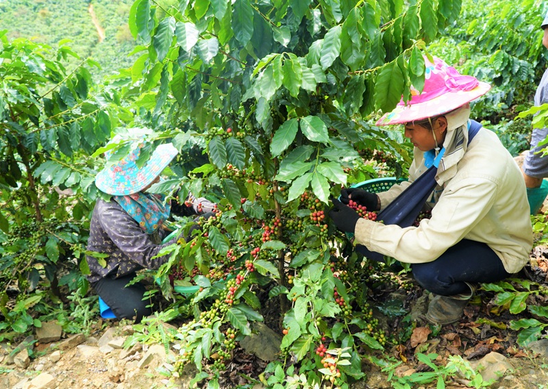 Sản xuất nông nghiệp hữu cơ - hướng đi hiệu quả, bền vững