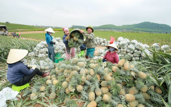 Sản xuất nông nghiệp hữu cơ - hướng đi hiệu quả, bền vững