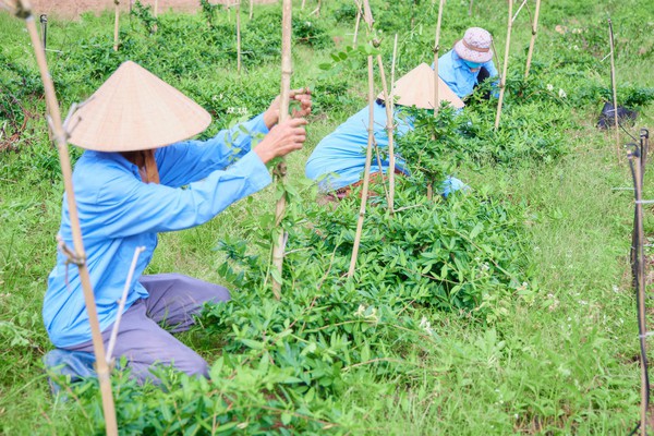 Bảo tồn, phát triển cây dược liệu trước nguy cơ suy giảm Bảo tồn, phát triển cây dược liệu trước nguy cơ suy giảm