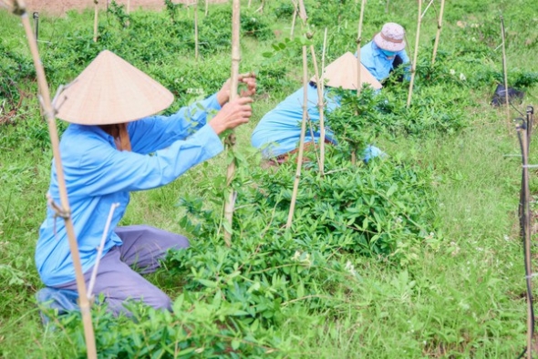 Bảo tồn, phát triển cây dược liệu trước nguy cơ suy giảm