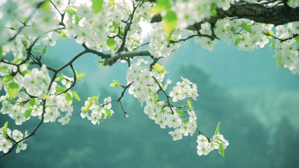 Tử vi vòng quay công nghệ ngày 12/10/2026: Tuổi Dần đón cơ hội mới, tuổi Ngọ cần thận trọng trong công việc