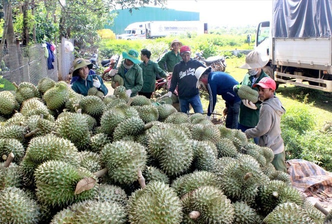 Liên kết chuỗi giá trị tạo động lực phát triển nông nghiệp bền vững