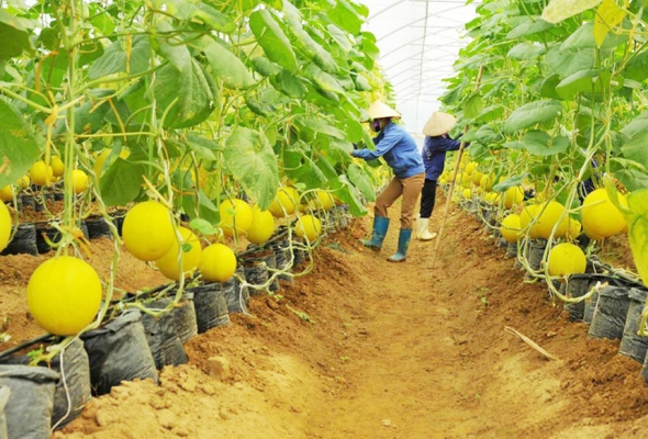 Liên kết chuỗi giá trị tạo động lực phát triển nông nghiệp bền vững