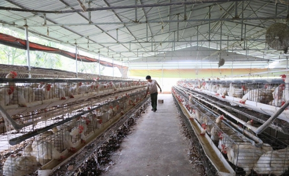 Kiểm soát nguy cơ ô nhiễm môi trường từ hoạt động chăn nuôi
