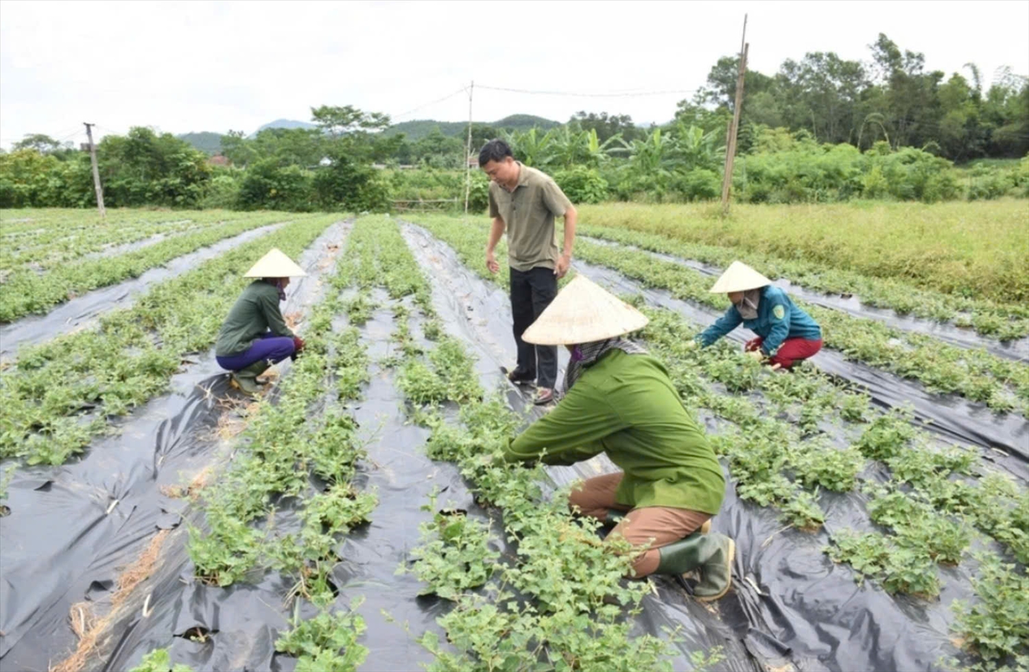 Tái cơ cấu nông nghiệp tạo động lực tăng trưởng kinh tế