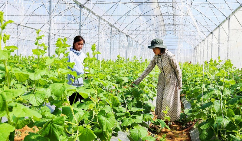 Kiểm soát chất lượng nông sản từ các vùng sản xuất an toàn