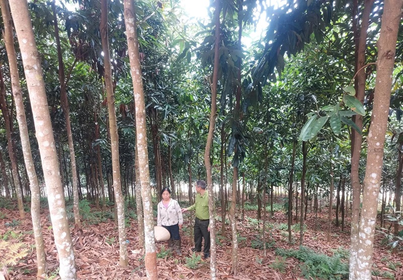 Mở rộng vùng trồng quế hữu cơ, đáp ứng tiêu chuẩn xuất khẩu