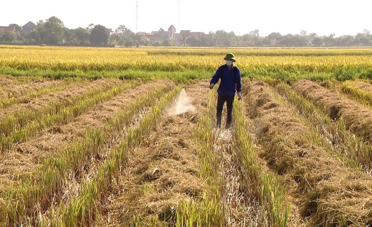 Ninh Bình: Ứng dụng chế phẩm sinh học xử lý nhanh rơm rạ trên đồng ruộng thành phân hữu cơ tại xã Khánh Thành Ninh Bình: Ứng dụng chế phẩm sinh học xử lý nhanh rơm rạ trên đồng ruộng thành phân hữu cơ tại xã Khánh Thành