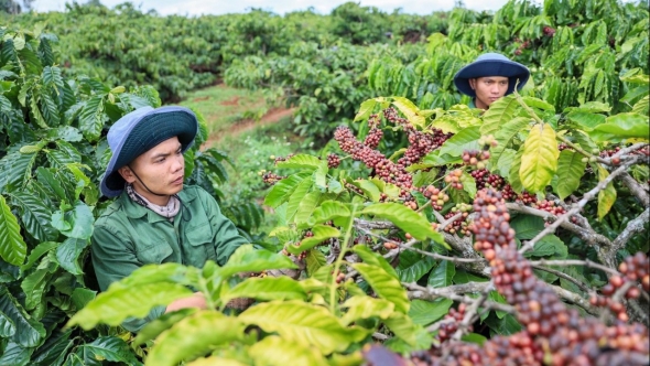 Giá cà phê hôm nay 12/11: Đồng loạt tăng do lo ngại thời tiết bất lợi