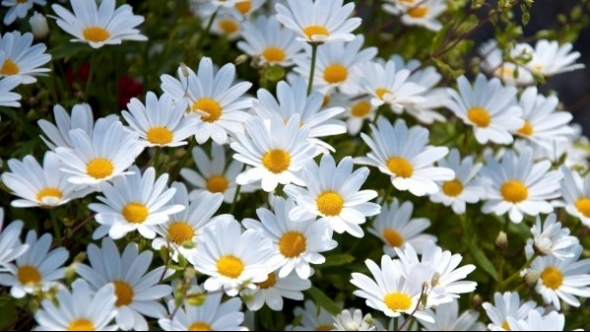 Tử vi vòng quay công nghệ ngày 01/11/2025: Tuổi Tuất một ngày may mắn, Tuổi Dậu có dấu hiệu chững lại