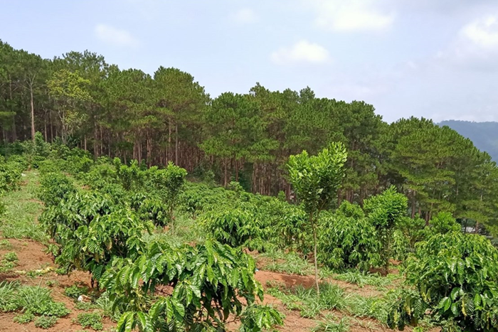 Sửa đổi 15 luật trong lĩnh vực nông nghiệp, môi trường: Cần phân cấp mạnh cho địa phương Sửa đổi 15 luật trong lĩnh vực nông nghiệp, môi trường: Cần phân cấp mạnh cho địa phương