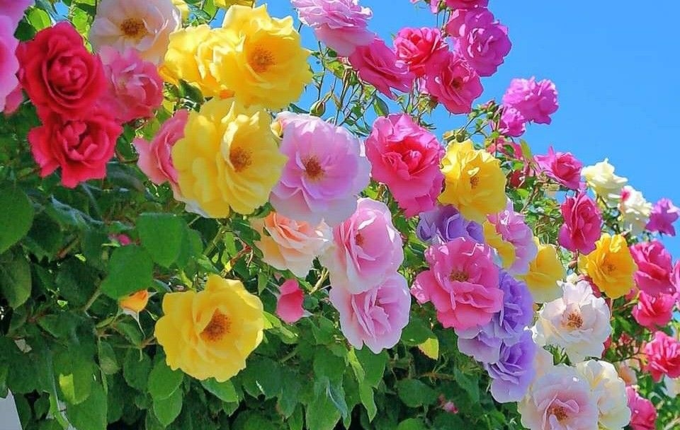 Tử vi vòng quay công nghệ ngày 6/11/2025: Tuổi Hợi tình cảm giảm sút, tuổi Tý nhiều cơ hội