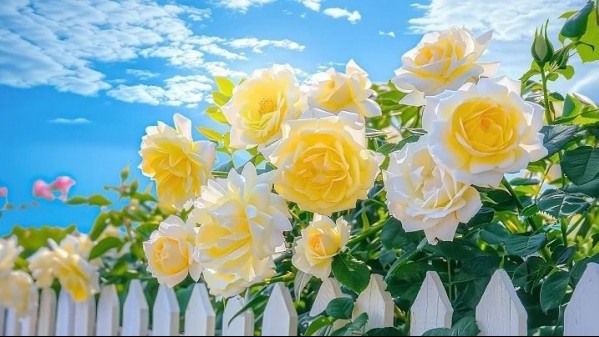 Tử vi vòng quay công nghệ ngày 6/11/2025: Tuổi Hợi tình cảm giảm sút, tuổi Tý nhiều cơ hội