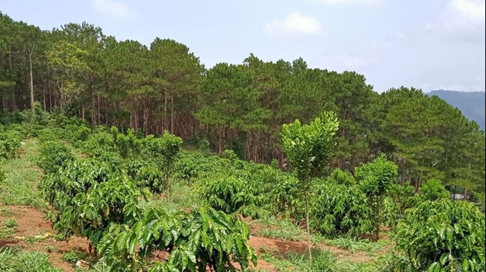 Sửa đổi 15 luật trong lĩnh vực nông nghiệp, môi trường: Cần phân cấp mạnh cho địa phương