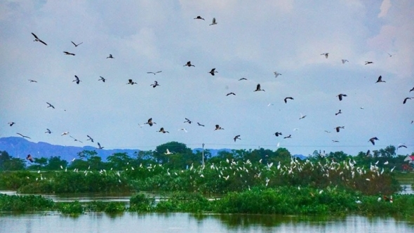 Ninh Bình: Người dân chung tay bảo vệ các loài chim hoang dã, chim di cư