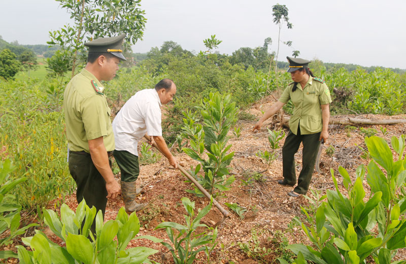 Gia Lai tăng cường kiểm soát chất lượng giống cây lâm nghiệp