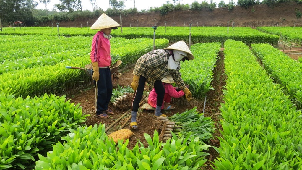 Gia Lai tăng cường kiểm soát chất lượng giống cây lâm nghiệp