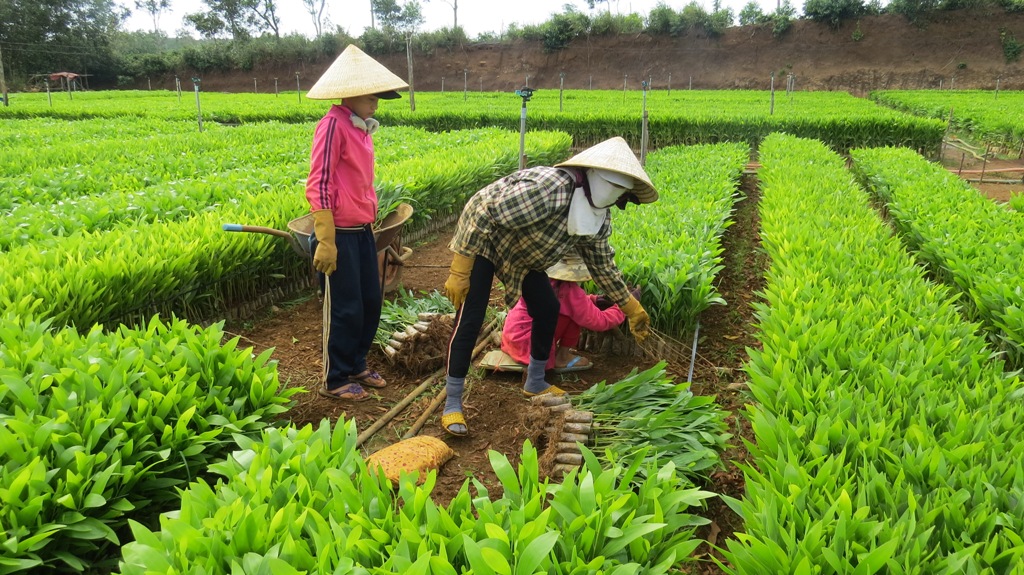 Gia Lai tăng cường kiểm soát chất lượng giống cây lâm nghiệp