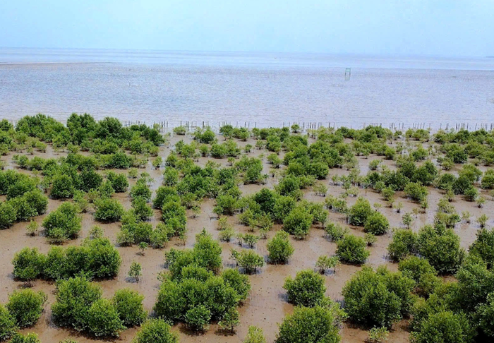 Thể chế, chính sách tạo đột phá trong ứng phó biến đổi khí hậu