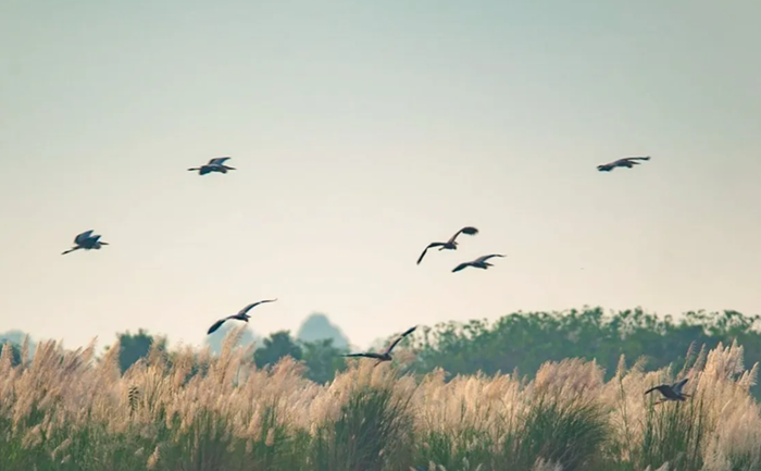 Tăng cường kiểm tra việc chấp hành quy định pháp luật về bảo vệ động vật hoang dã
