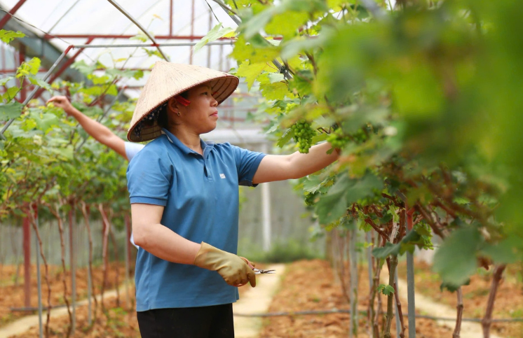 Lào Cai: Thúc đẩy canh tác nông nghiệp theo hướng xanh, giảm phát thải