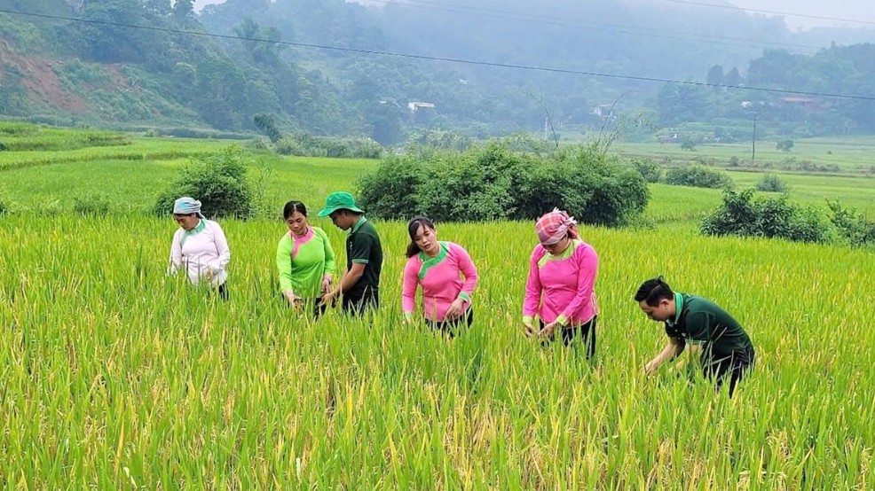 Lào Cai: Thúc đẩy canh tác nông nghiệp theo hướng xanh, giảm phát thải