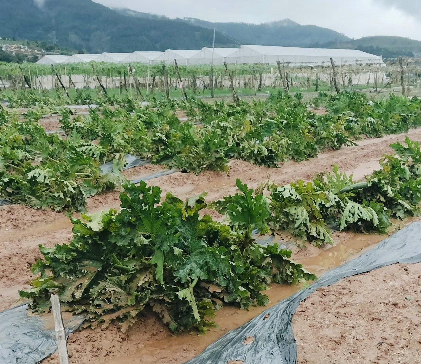 TPHCM: Ngăn chặn tình trạng lợi dụng khó khăn chung để nâng giá bán mặt hàng thiết yếu