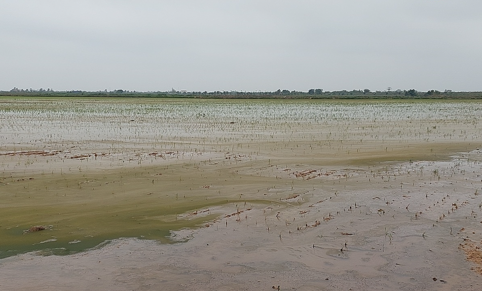 Hải Phòng: Chủ động ngăn mặn, giữ ngọt cho vùng sản xuất nông nghiệp Hải Phòng: Chủ động ngăn mặn, giữ ngọt cho vùng sản xuất nông nghiệp