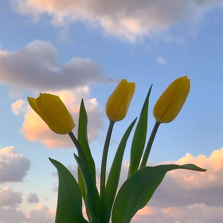 Tử vi vòng quay công nghệ ngày 1/12/2024: Tuổi Tuất tâm trạng căng thẳng, tuổi Dần vận may tài lộc