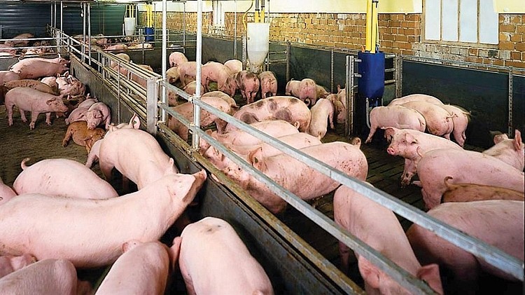 Giá heo hơi hôm nay 7/12: Biến động trái chiều