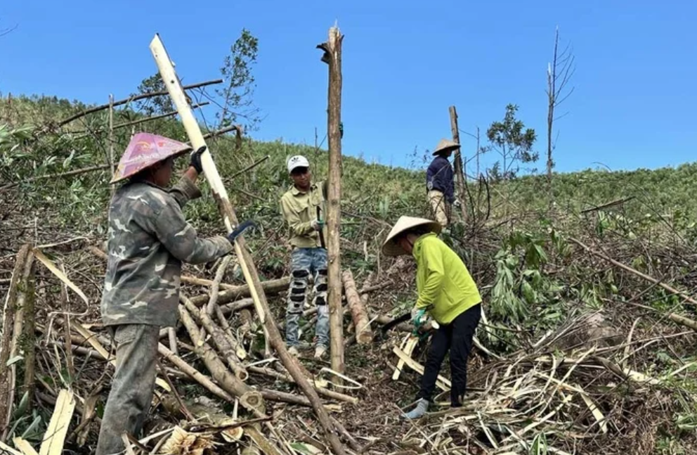 Chú trọng phục hồi, phát triển rừng theo hướng bền vững Chú trọng phục hồi, phát triển rừng theo hướng bền vững