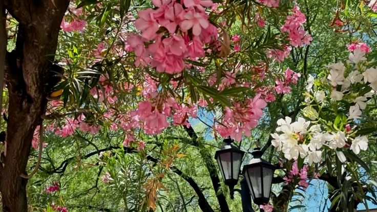 Tử vi vòng quay công nghệ ngày 26/12/2025: Tuổi Thìn vướng họa thị phi, tuổi Ngọ nhiều may mắn hơn Tử vi vòng quay công nghệ ngày 26/12/2025: Tuổi Thìn vướng họa thị phi, tuổi Ngọ nhiều may mắn hơn