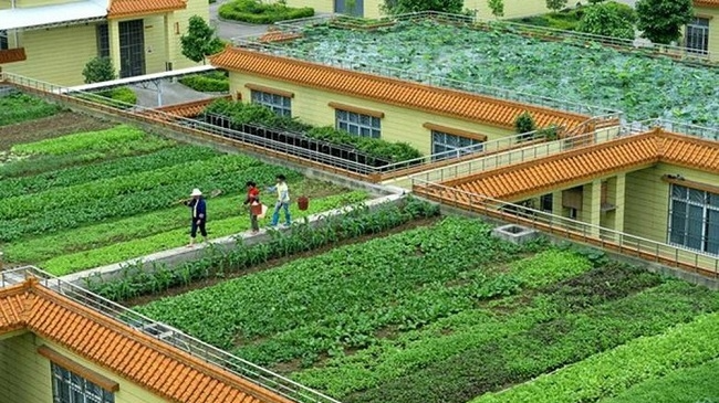 Bốn cách thích ứng với biến đổi khí hậu để sinh tồn và phát triển