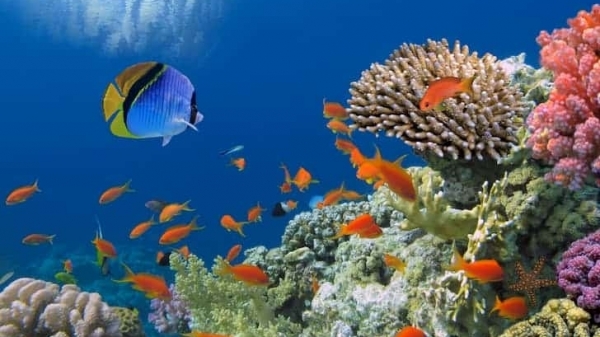 Chuyển đổi xanh toàn cầu - Phát triển đa dạng sinh học đại dương