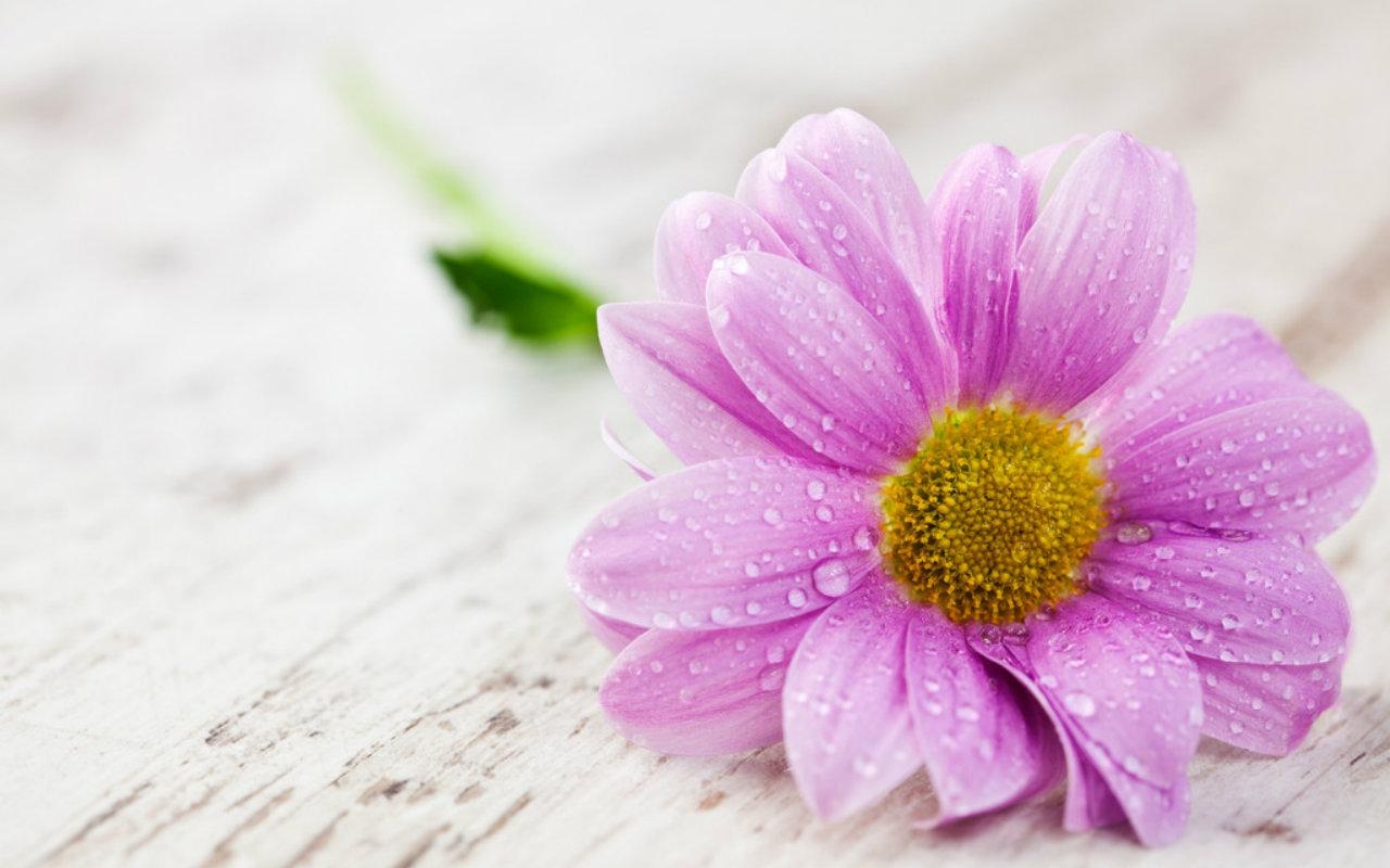 Tử vi 12 con giáp ngày 22/05/2022: Tuổi Ngọ nhiều thách thức, tuổi Dậu gặp nhiều thuận lợi