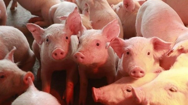 Giá heo hơi hôm nay 22/5: Liên tục biến động trái chiều