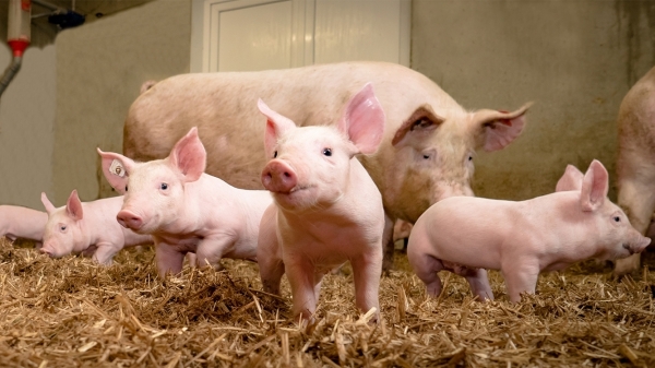 Giá heo hơi hôm nay 24/5: Một số tỉnh ở miền Nam tiếp tục biến động