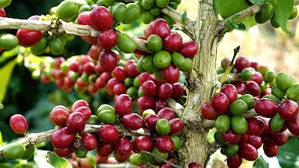 Giá cà phê hôm nay 25/5: Tiếp đà suy giảm
