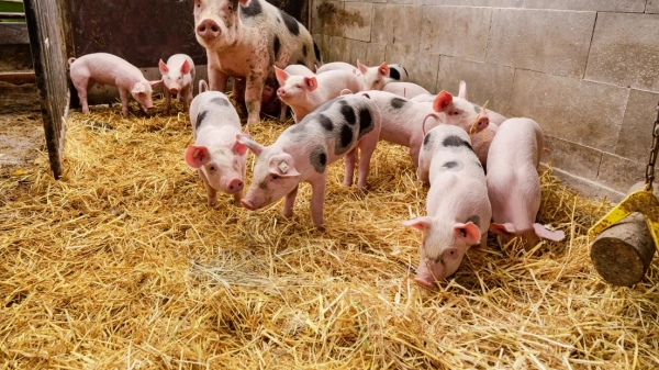 Giá heo hơi hôm nay ngày 27/5: Diễn biến trái chiều