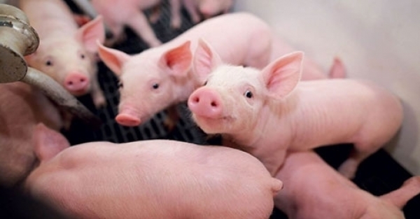 Giá heo hơi hôm nay 29/5: Biến động trái chiều