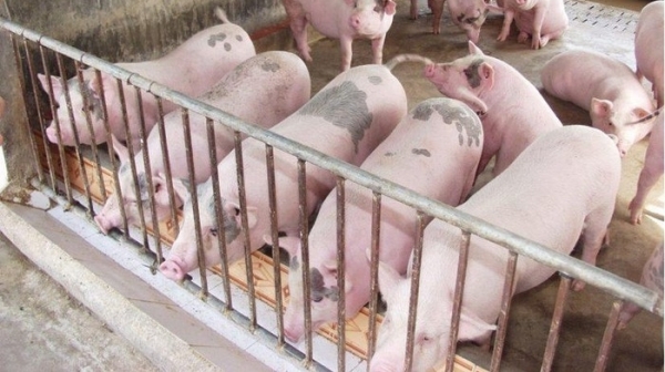 Giá heo hơi hôm nay 30/5: Miền Nam biến động trái chiều