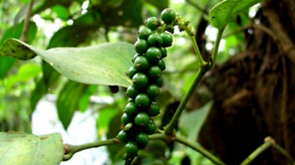 Giá tiêu hôm nay 23/6: Ổn định tại thị trường trong nước