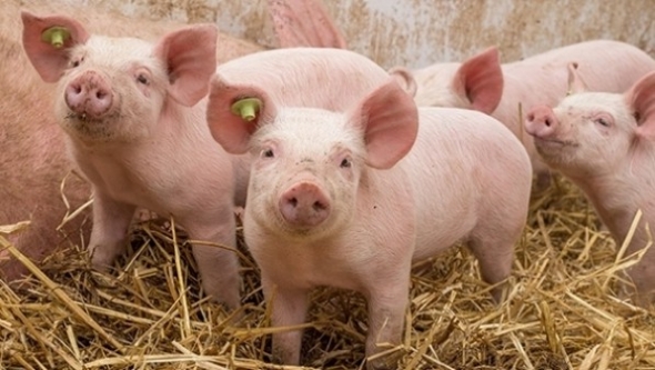 Giá heo hơi hôm nay 5/7: Đứng yên tại miền Trung - Tây Nguyên