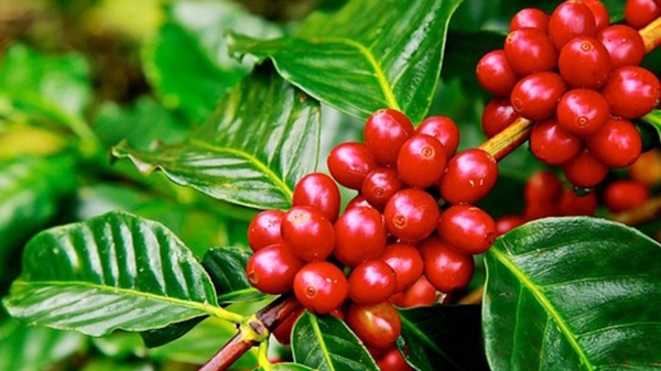 Giá cà phê hôm nay 5/7: Không thay đổi tại các địa phương thu mua trọng điểm Giá cà phê hôm nay 5/7: Không thay đổi tại các địa phương thu mua trọng điểm