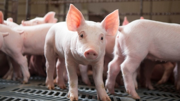 Giá heo hơi hôm nay 7/7: Đồng loạt tăng tại nhiều tỉnh thành