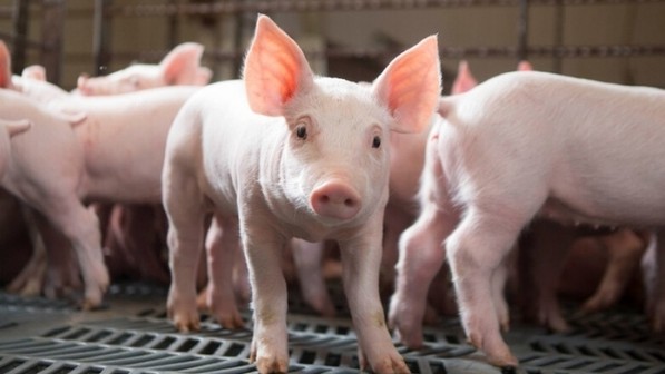 Giá heo hơi hôm nay 7/7: Đồng loạt tăng tại nhiều tỉnh thành