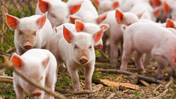 Giá heo hơi hôm nay 8/7: Tiếp tục tăng rải rác ở nhiều nơi‏